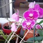 Filipina local grown orchid