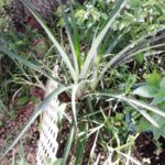 Filipina grown pineapple plant.
