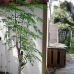 Filipina grown Meringa tree.